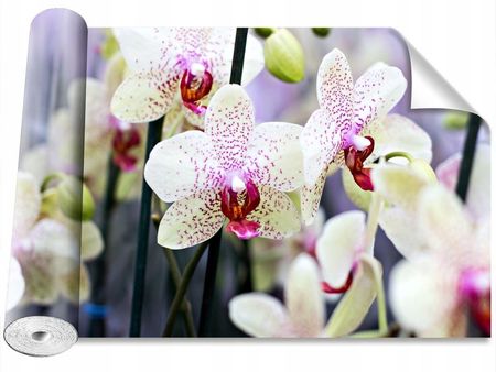 Coloray Orchidea Kwiaty 152x104