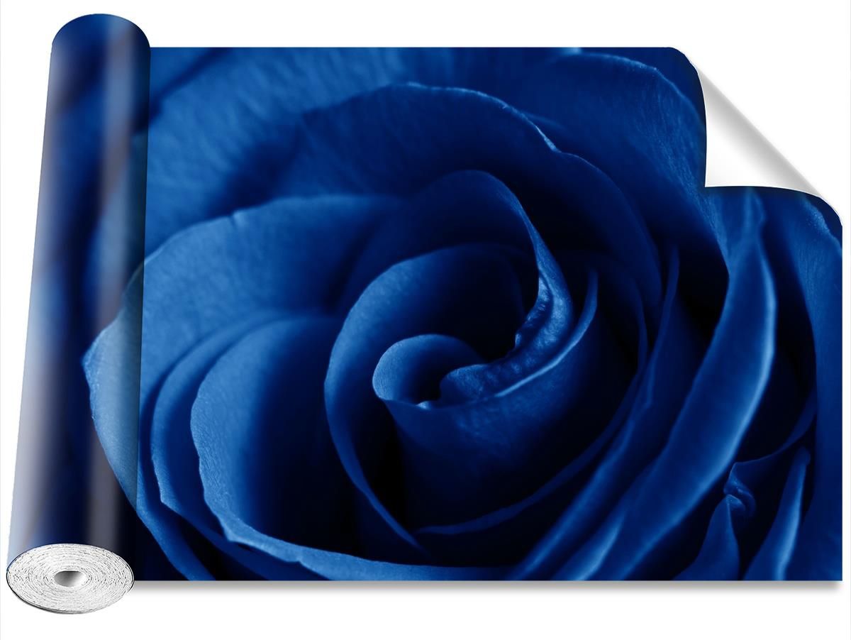 Coloray Róża Niebieski 208x146 - Opinie i ceny na Ceneo.pl