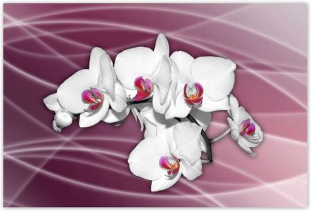 ZeSmakiem 104x70 Piękna Orchidea Kwiaty