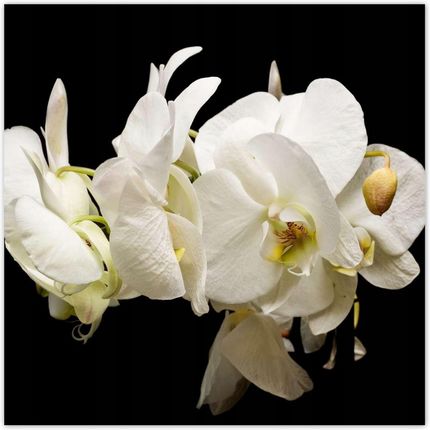 ZeSmakiem 312x312 Białe Kwiaty Storczyków