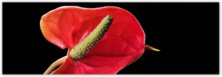 ZeSmakiem 312x104 Czerwony Kwiat Anturium