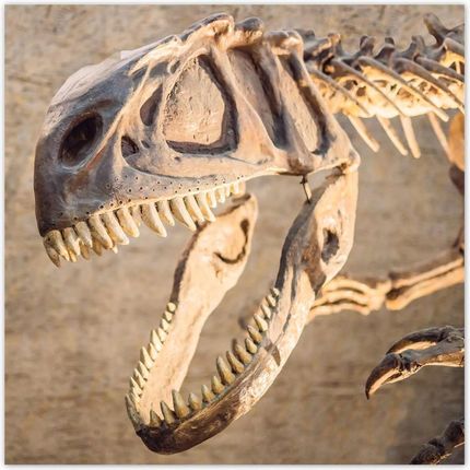 ZeSmakiem 312x312 Szkielet Dinozaura