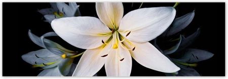 ZeSmakiem 312x104 Bukiet Białych Lili Kwiat