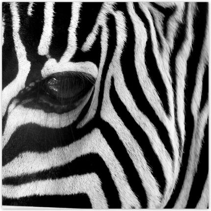 ZeSmakiem 312x312 Czarno-Białe Pasy Zebra
