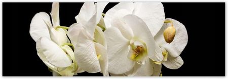 ZeSmakiem 312x104 Białe Kwiaty Storczyków