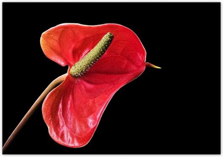 ZeSmakiem 312x219 Czerwony Kwiat Anturium