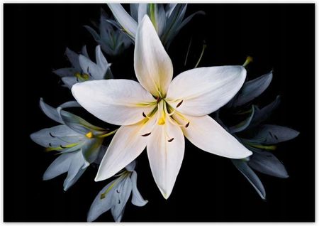 ZeSmakiem 312x219 Bukiet Białych Lili Kwiat