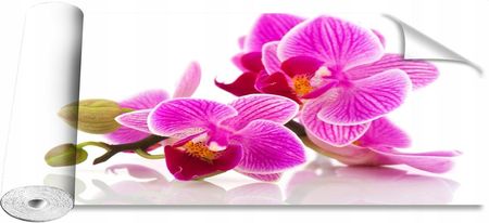 Coloray Kwiaty Orchidei 250x104
