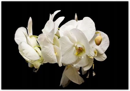 ZeSmakiem 312x219 Białe Kwiaty Storczyków