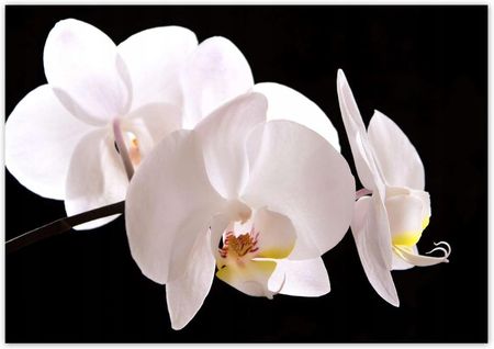 ZeSmakiem 312x219 Biały Storczyk Orchidea