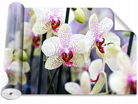 Coloray Orchidea Kwiaty 104x70