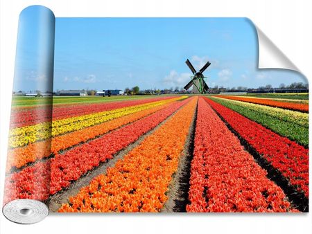 Coloray Wiatrak Tulipany 416x254