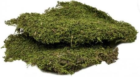 Mech Suszony Do Terrarium Płaty 500G Flat Moss Bioterr
