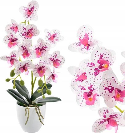 Partner Storczyk Orchidea Doniczce Kompozycja Kwiat Dekoracja Ozdoba Liście