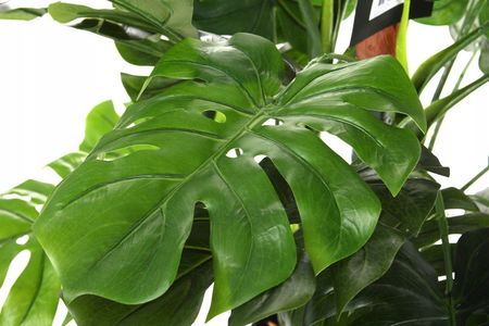 Mica Decorations Efektowna Wysoka Sztuczna Monstera 160 Cm Jak ywa -  Opinie i atrakcyjne ceny na Ceneo.pl