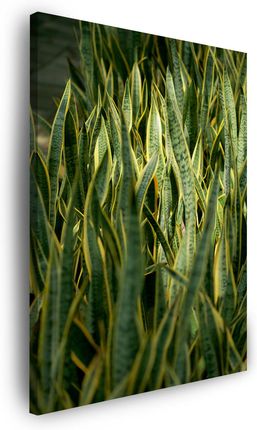 Mpink Obraz Na Płótnie Botanika Zielona Trawa 40X60 Cm 4621