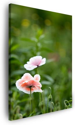 Mpink Obraz Na Płótnie Botanika Kwiaty Maku 40X60 Cm 4323