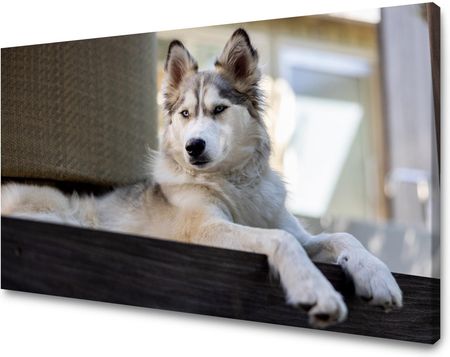 Mpink Obraz Na Płótnie Zwierzęta Pies Husky 100X80 Cm 4904