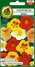 Zdjęcie Pnos Nasturcja Pnąca Roślina Miododajna 6g - Kobyłka
