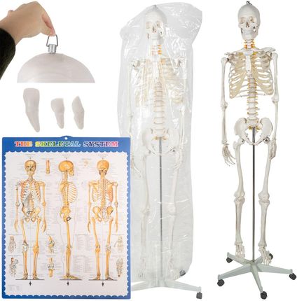 Iso Trade Szkielet Stelaż Człowieka Kościotrup Model Anatomiczny Ludzki Kościec Malatec