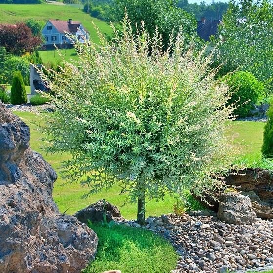 Skimiapl Wierzba Japońska Hakuro Szczepiona Na Pniu Ok 70cm - Ceny i ...