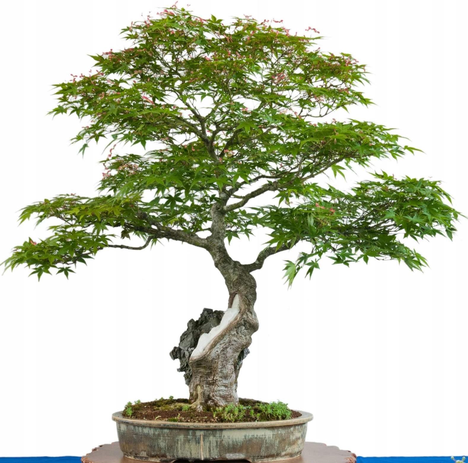 wie zchtet man einen bonsai Bonsai Anzuchtset kaufen  Handmade & Plastikfrei