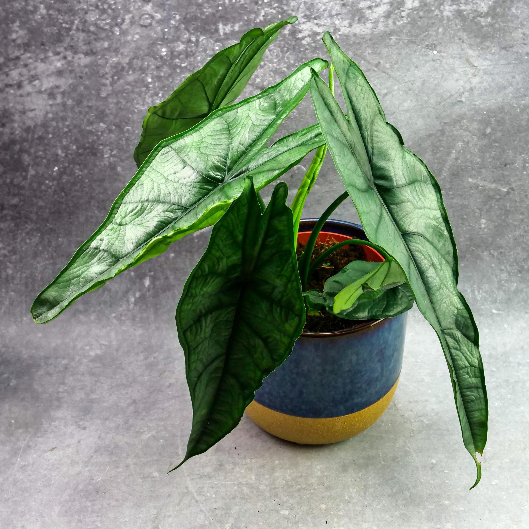Alocasia Alokazja Heterophylla Unikatowa Filipińska Piękność Ogromny ...