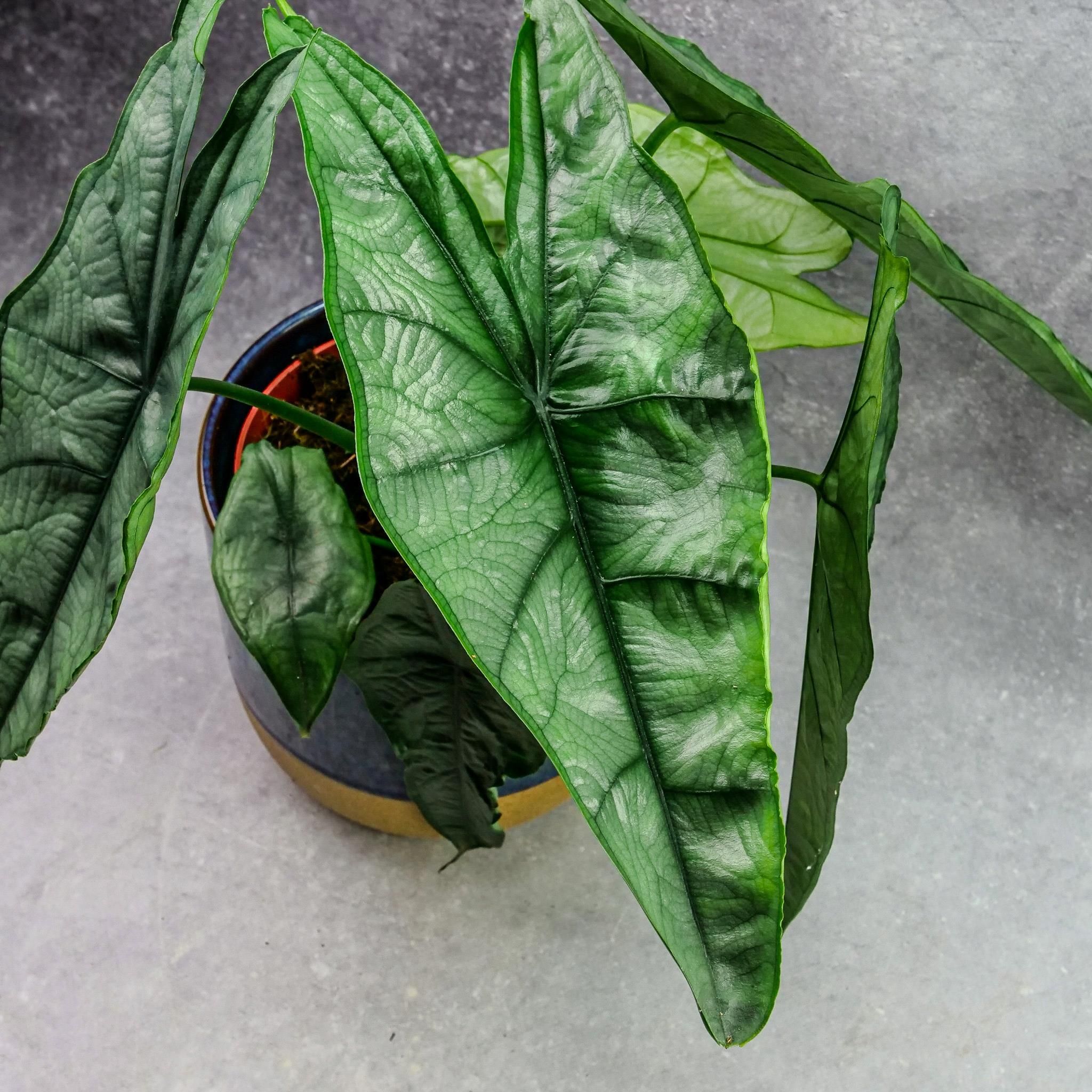 Alocasia Alokazja Heterophylla Unikatowa Filipińska Piękność Ogromny ...