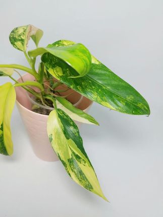 lamp plants Adjustable Floor Plant Lamp main image 0