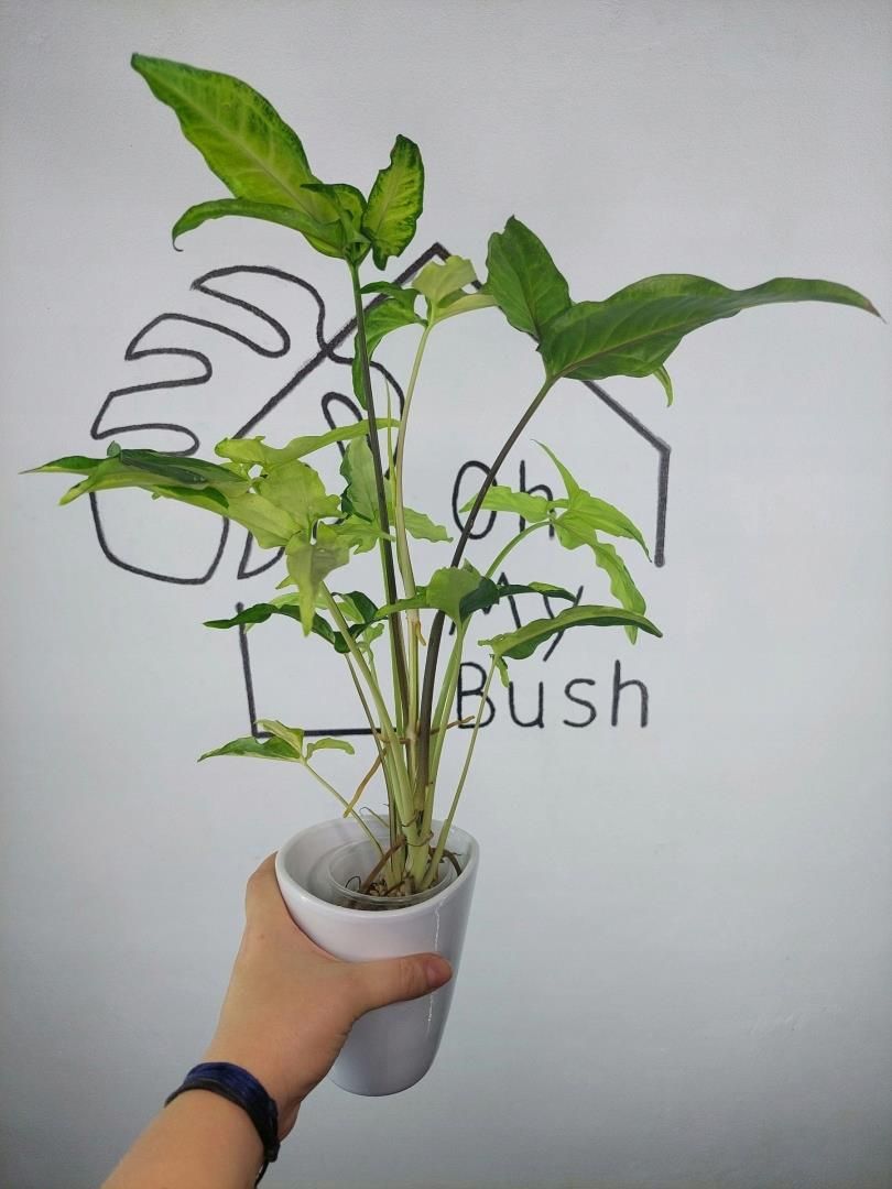 rote melde saatgut Spinatgemse 'Rote Gartenmelde'