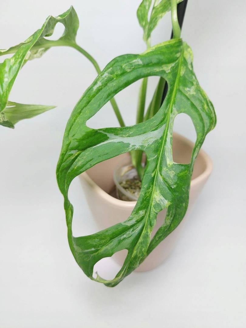 sansevieria fr drauen Hydro Kingsize Sansevieria Zeylanica, 70-80cm  Green Me Up