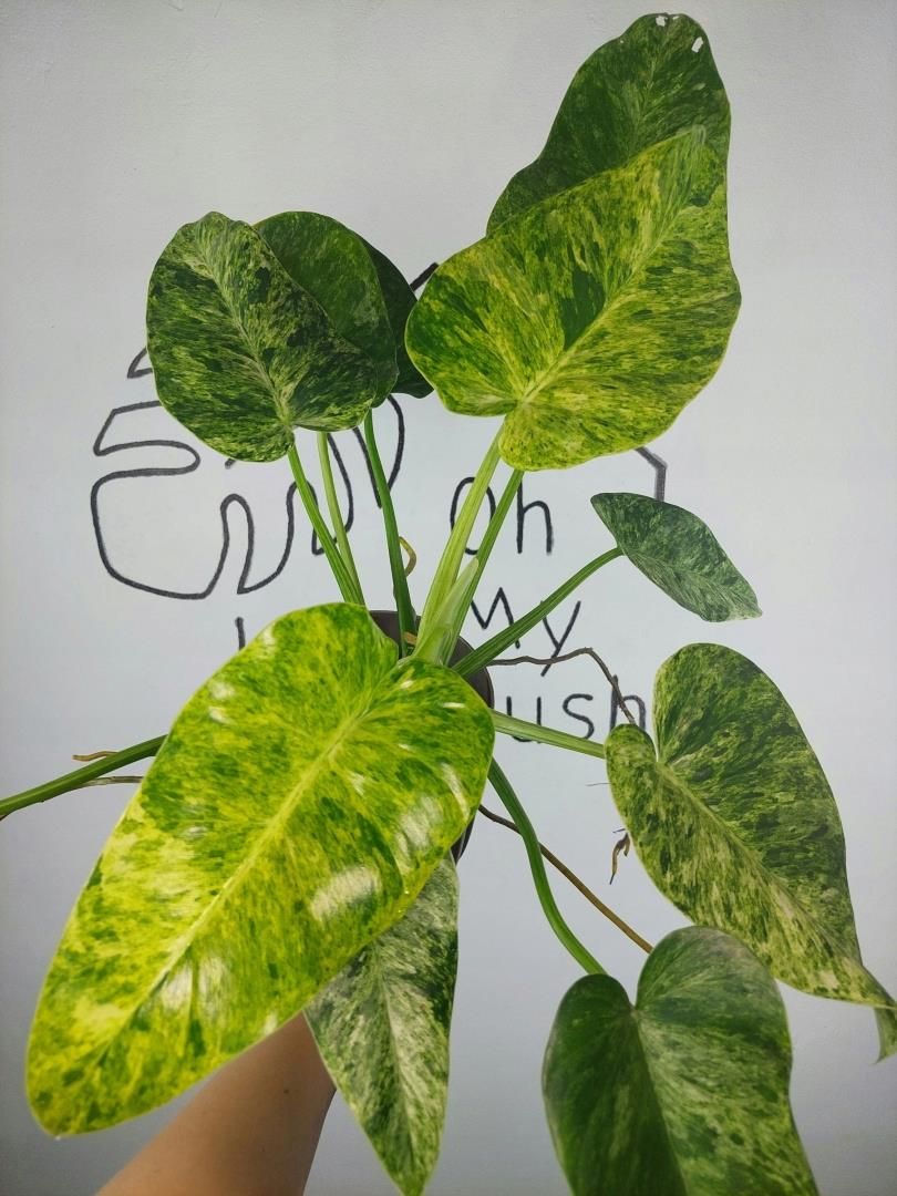 Philodendron Giganteum Variegata Sadzonka 1 45cm - Ceny i opinie - Ceneo.pl