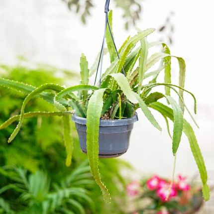 Rhipsalis Monacantha Wiszcy Kwitncy Kaktus - Ceny i opinie - Ceneo.pl