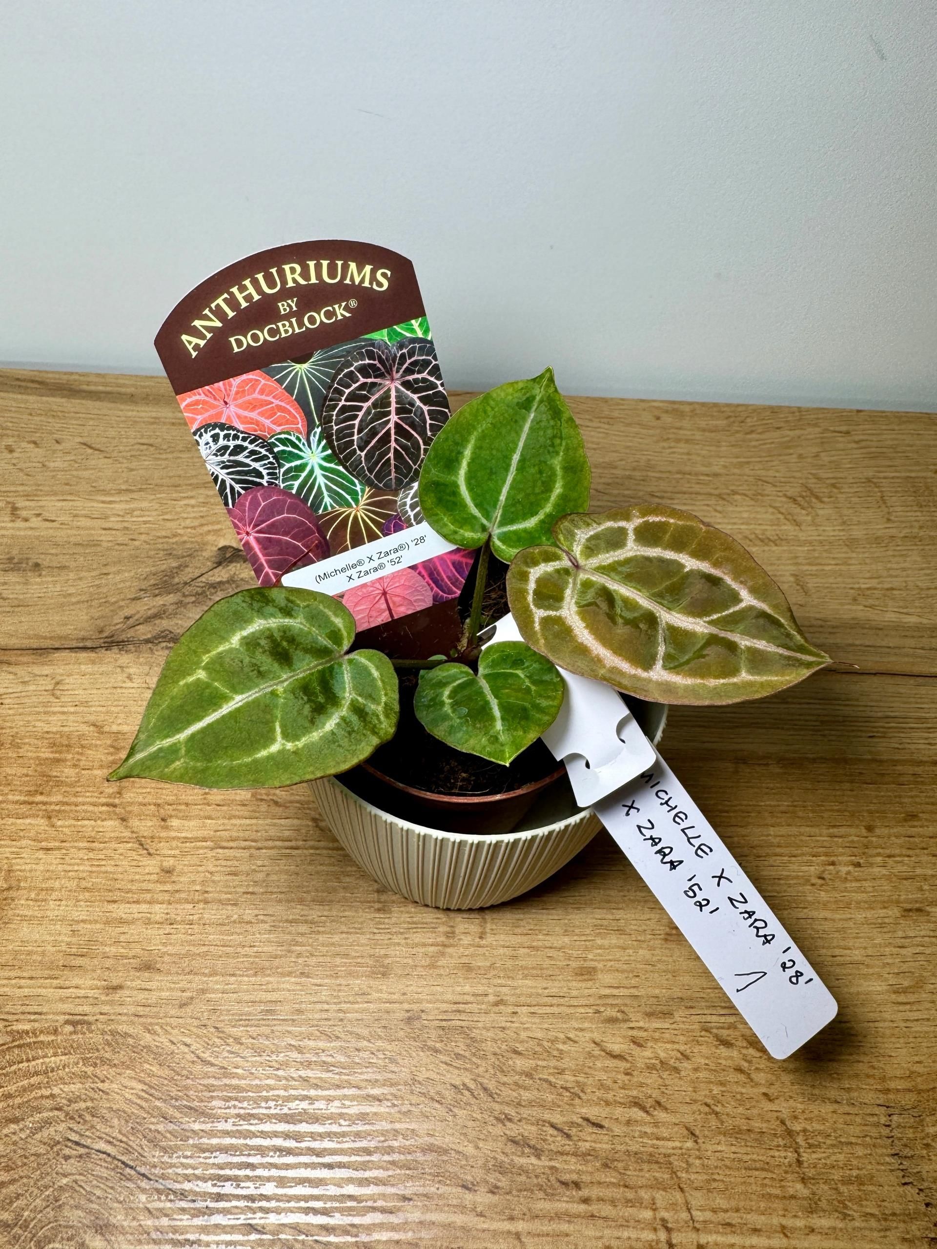 Anthurium “ Michelle” by Docblock ミシェル Anthurium Michelle X Zara By Docblock - Ceny i opinie - Ceneo.pl