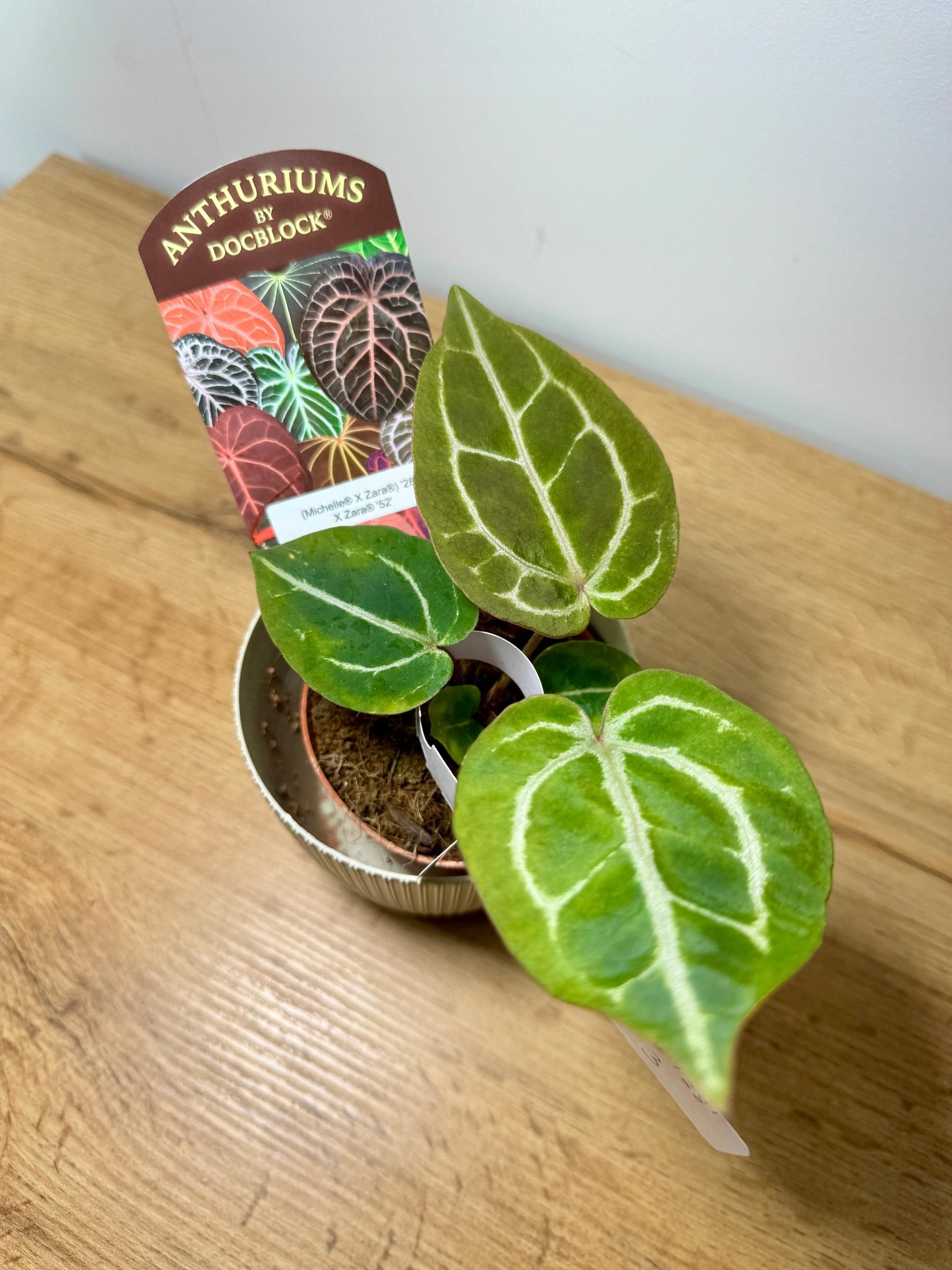 Anthurium Tulle Tops – THE TOÉ