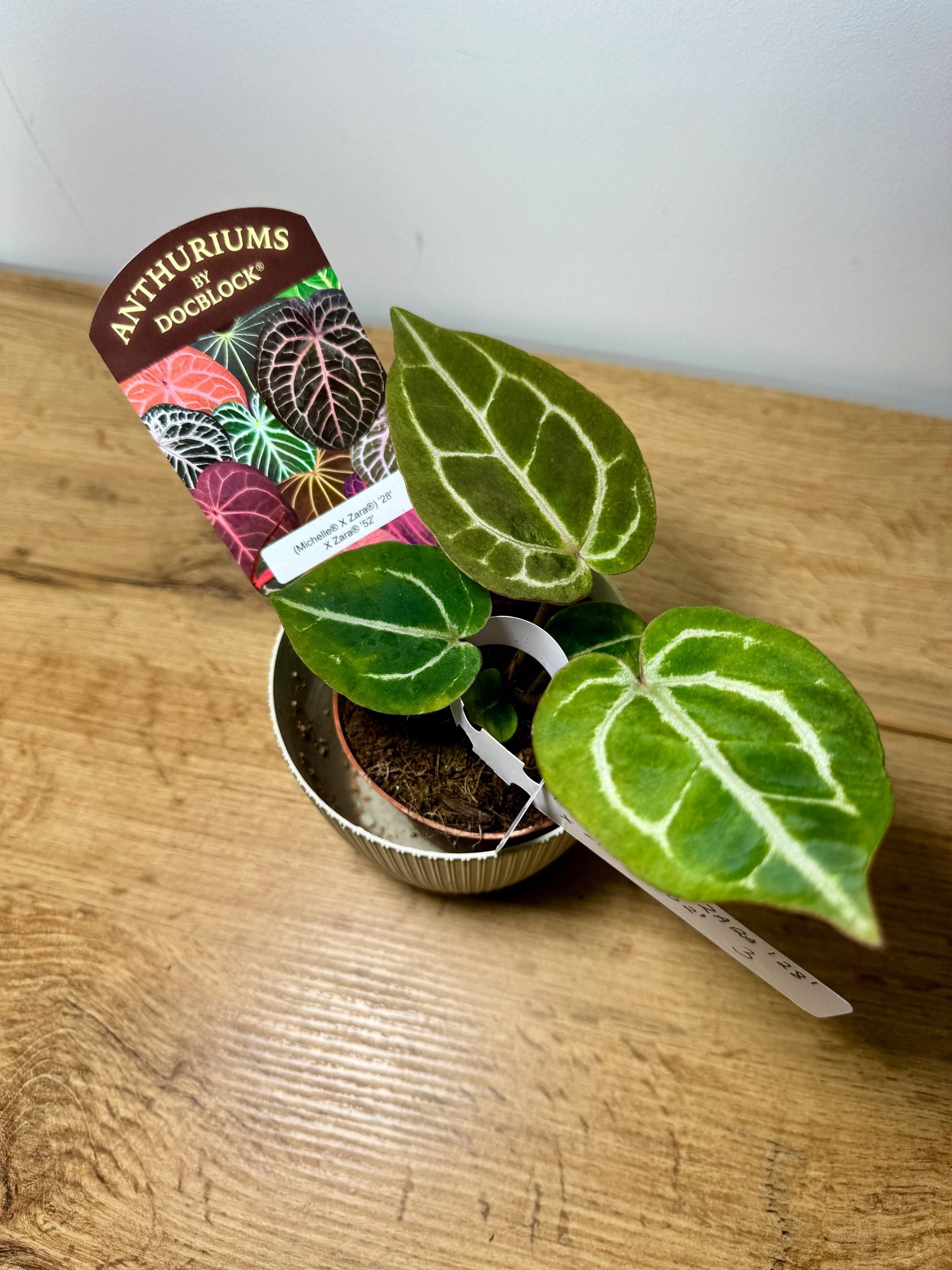 Anthurium Michelle X Zara By Docblock - Ceny i opinie - Ceneo.pl