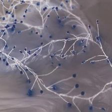 Zdjęcie Forever Tf1 Łańcuch Zielony Gałązka 600Led Żółte 6M + 5M Kabla - Zielona Góra