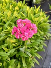 Zdjęcie Gożdzik Brodaty Sadzonka Na Bukiety Bylina - Wysoka