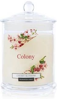 Wax Lyrical Colony Cherry Blossom Świeca Zapachowa 0.12 Kg 80051260-0.445