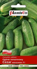 Zdjęcie Plantico Ogórek Gruntowy F1 Cezar 5g - Parczew