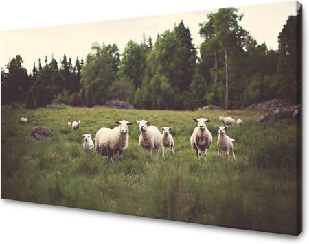 Mpink Obraz Na Płótnie Natura Owce Pastwisku 80X50 Cm 2003