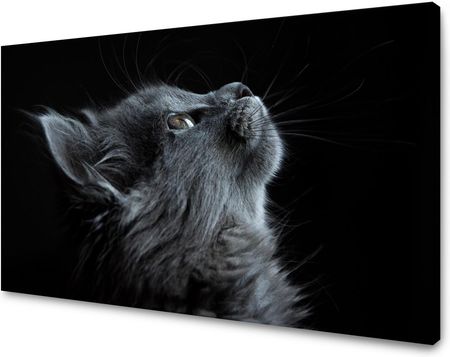 Mpink Obraz Na Płótnie Zwierzęta Kot 120X60 Cm 2568