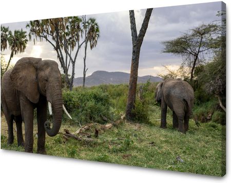 Mpink Obraz Na Płótnie Zwierzęta Słonie 50X40 Cm 2857