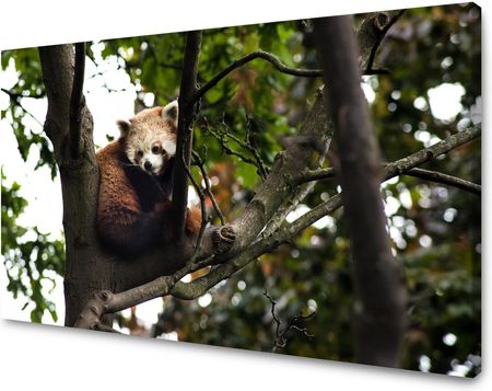 Mpink Obraz Na Płótnie Zwierzęta Panda Czerwona 70X50 Cm 3172