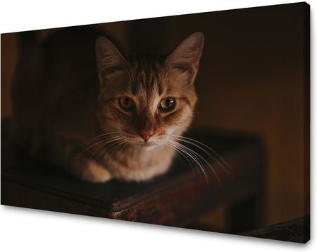 Mpink Obraz Na Płótnie Zwierzęta Kot 80X40 Cm 3985