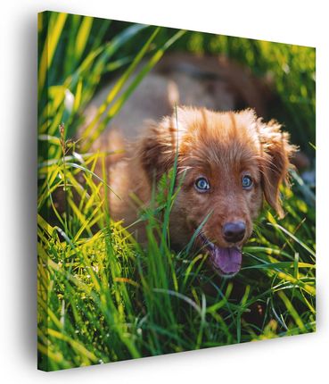 Mpink Obraz Na Płótnie Zwierzęta Pies W Trawie 90X90 Cm 5394