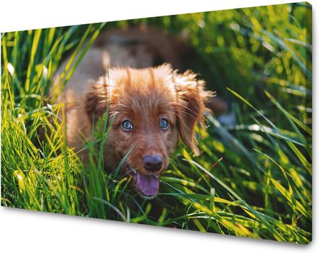 Mpink Obraz Na Płótnie Zwierzęta Pies W Trawie 100X80 Cm 3337