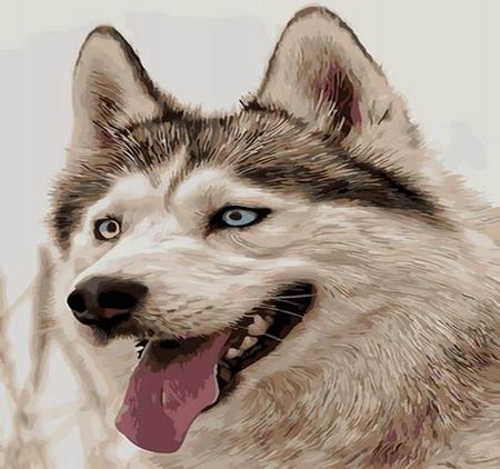 Norimpex Malowanie Po Numerach Pies Husky 1611944939