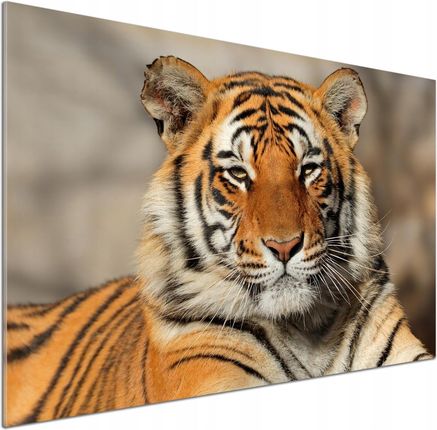 Tulup Panel Do Kuchni Tygrys Bengalski 100x70cm Klej