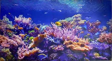 Eurodeco Panel Ścienny Pcv 3D Coral Rafa Ocean 100x60